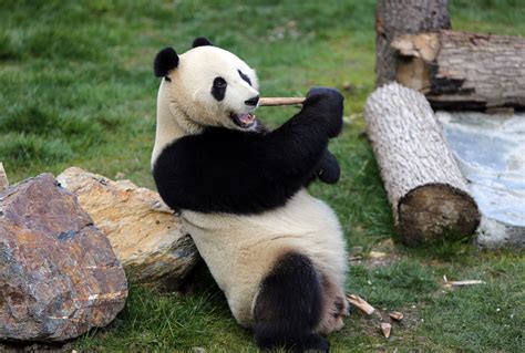 Giant Panda 1xbet