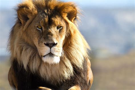 Great Lion Of Africa Betfair