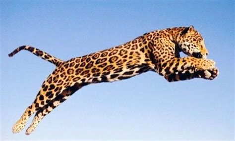 Jumping Jaguar Betano