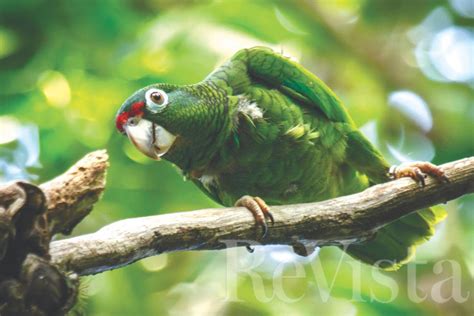 Parrots Of The Caribbean Sportingbet