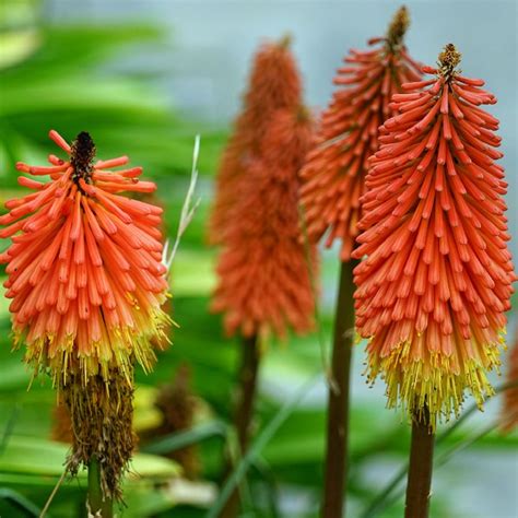 Red hot poker berçário